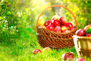 Sepetteki organik elmalar.