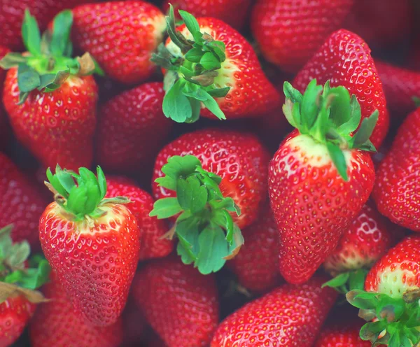 Fresas orgánicas frescas y maduras — Foto de Stock