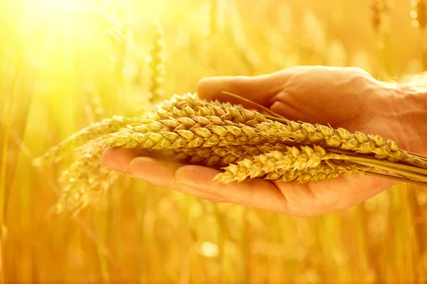 Пшеничные уши в руке человека — стоковое фото