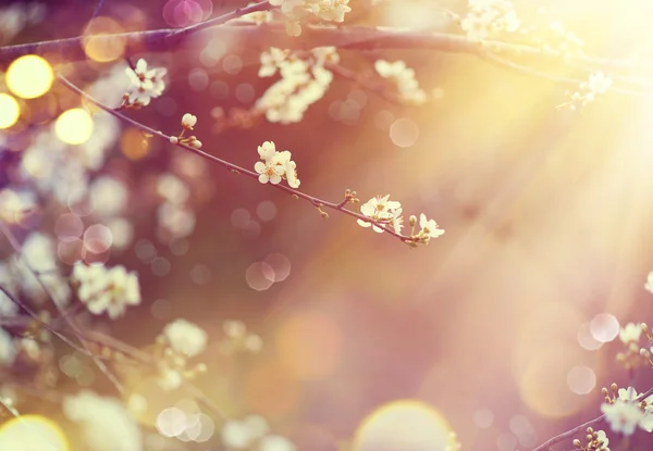 Prachtige natuur scène — Stockfoto