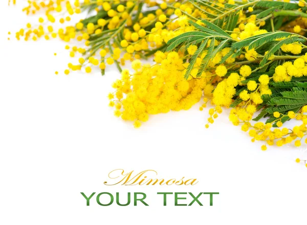 Mimosen Frühlingsblumen Rand — Stockfoto