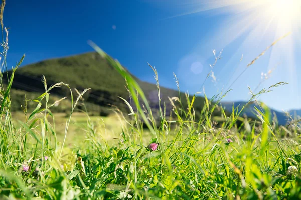 Beautiful nature landscape