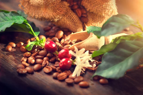 Koffiebonen, bloemen en bessen — Stockfoto