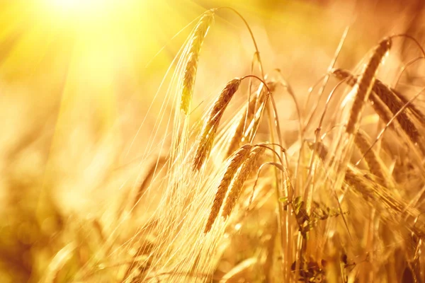 Campo de trigo. Orelhas de trigo dourado — Fotografia de Stock