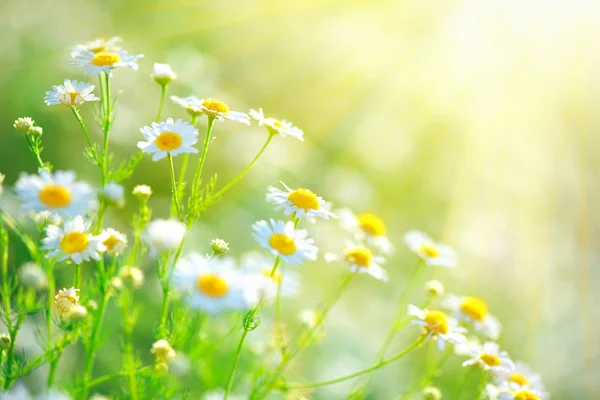 Çiçek açan chamomiles ile sahne — Stok fotoğraf