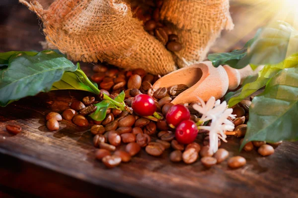 Koffiebonen, bloemen en bessen — Stockfoto