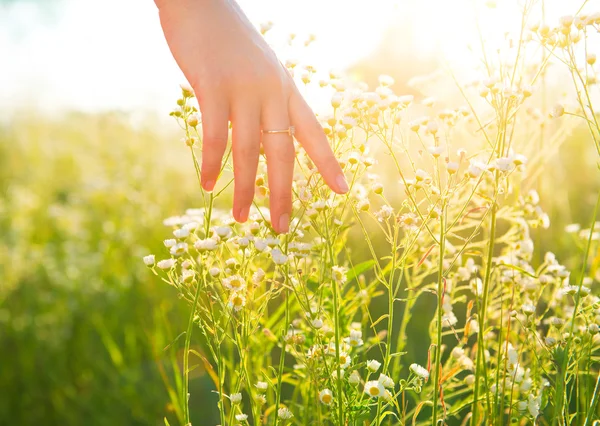 Kvinna hand kör genom äng — Stockfoto