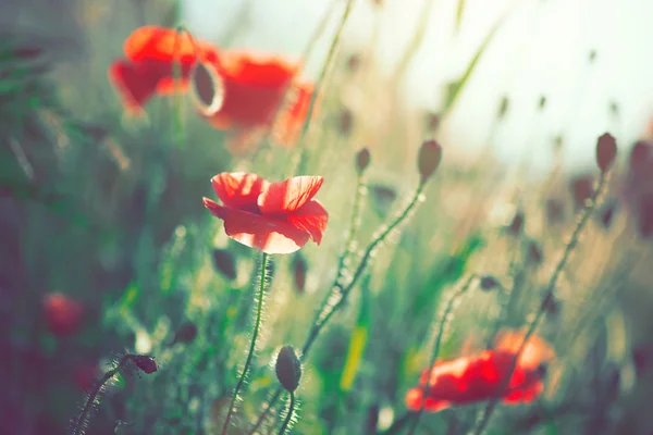 Hermosas flores de amapolas floreciendo — Foto de Stock