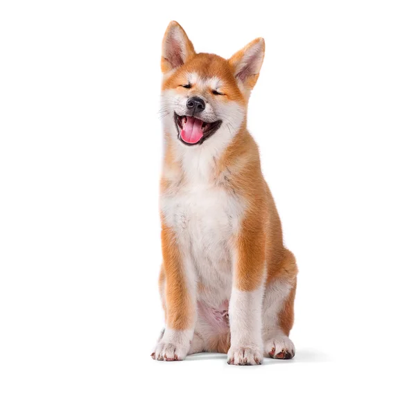Akita Inu čistokrevné štěně pes — Stock fotografie