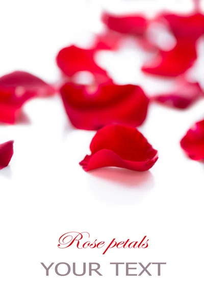 Petali di rosa — Foto Stock