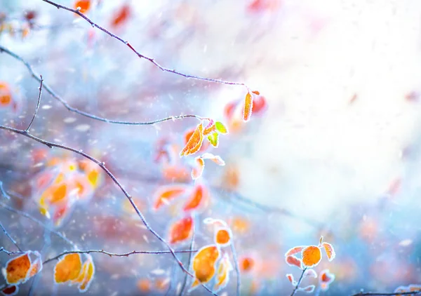 Frozen branch with leaves — Stock Photo, Image