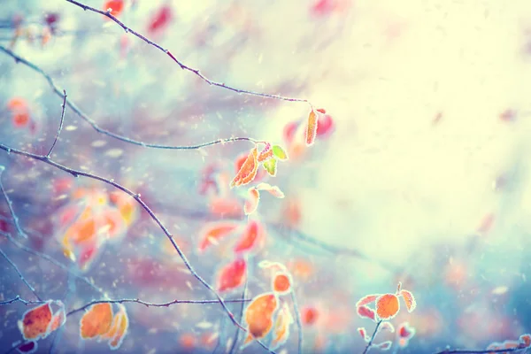 Frozen branch with leaves — Stock Photo, Image