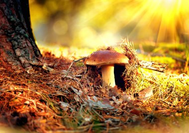 Cep mushroom growing in  forest. clipart