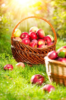 açık bir sepet elma.