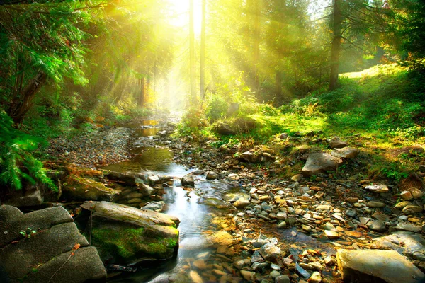 Río de montaña en el bosque — Foto de Stock