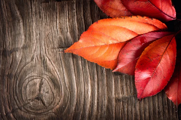 Herbst Hintergrund mit Blättern — Stockfoto