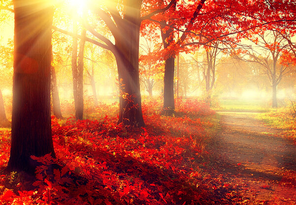 Осенний парк в солнечном свете
