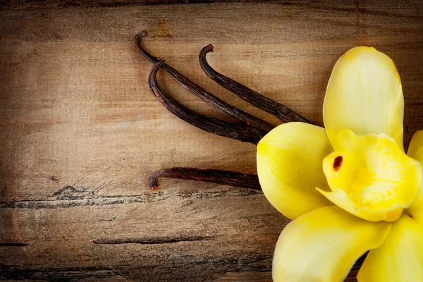 Vanilj Pods och blomma — Stockfoto