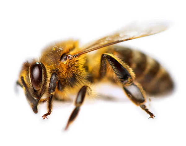 Brown Bee  isolated — Stock Photo, Image