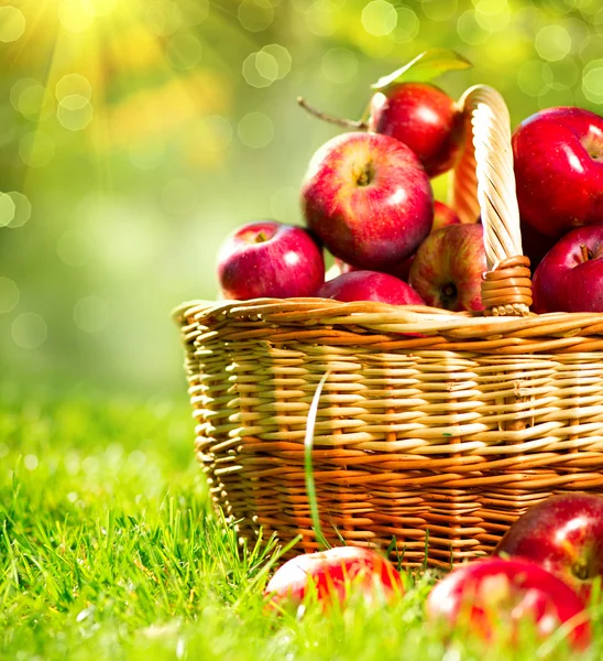 Apples in a Basket outdoor. — Zdjęcie stockowe