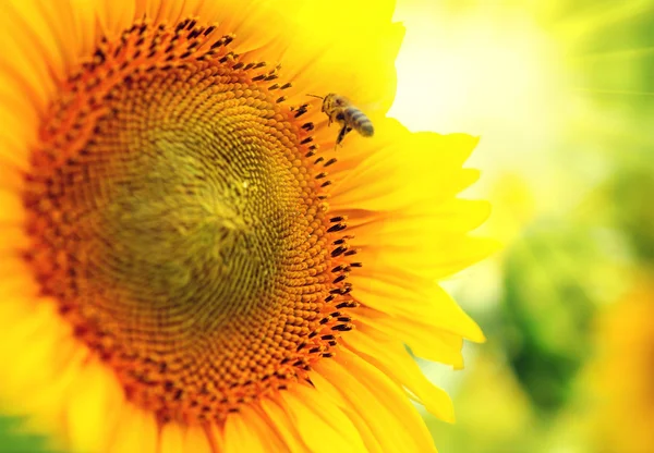 Tournesol fleurissant sur le terrain . — Photo