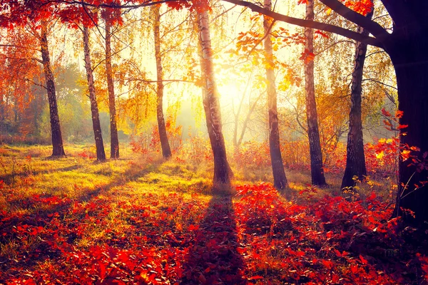 Autumnal trees in sun rays — Stock Photo, Image