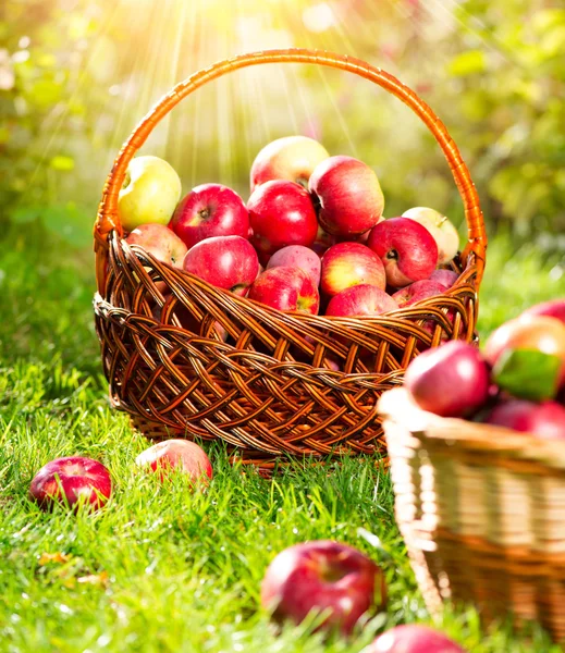 Organic Apples in a Basket — Stock Photo, Image