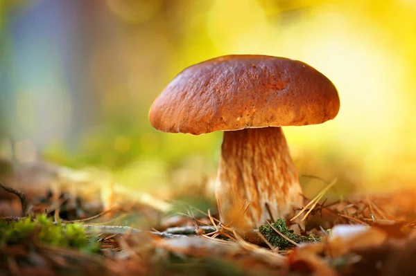 Cep cogumelo crescendo na floresta . — Fotografia de Stock