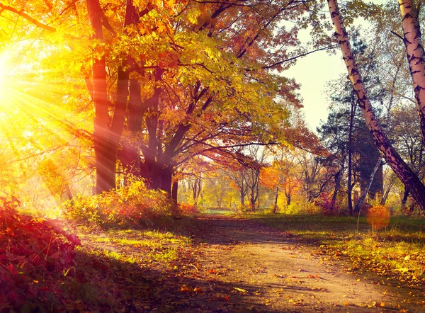 Alberi autunnali alla luce del sole — Foto Stock