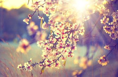 çiçek açan ağaç ve güneş patlaması