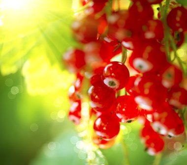 Organik kırmızı kuş üzümü çilek