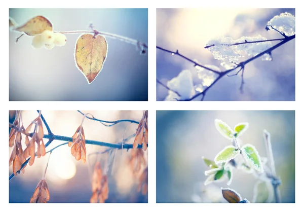 Collage van winter floral achtergronden — Stockfoto