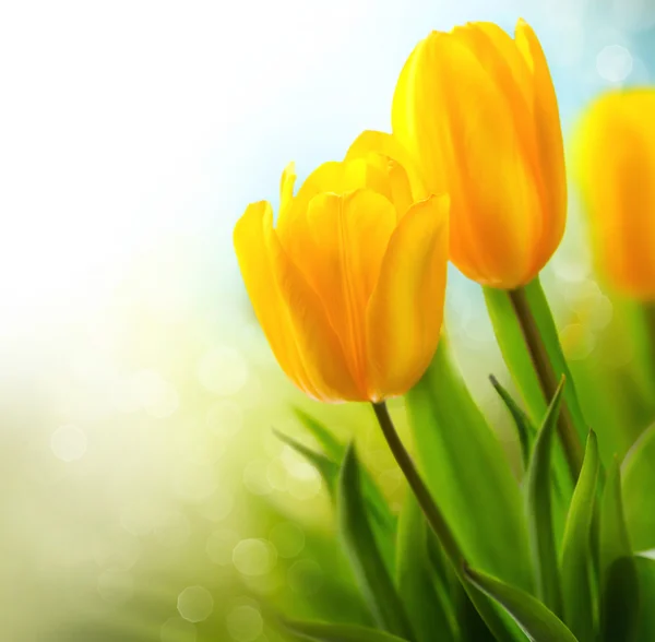 Spring tulip flowers growing. — Stock Photo, Image