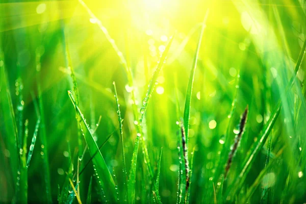 Свіжа зелена весняна трава — стокове фото