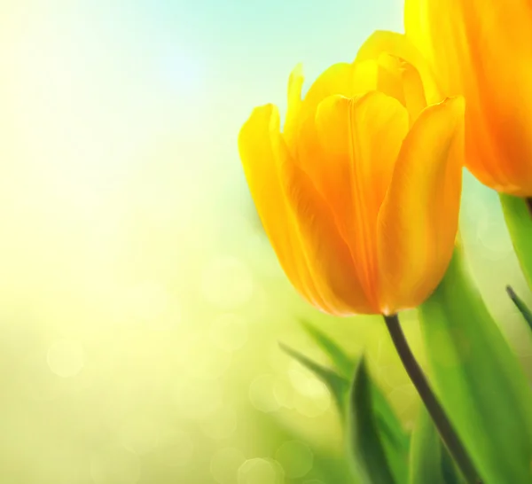 Hermosos tulipanes amarillos — Foto de Stock