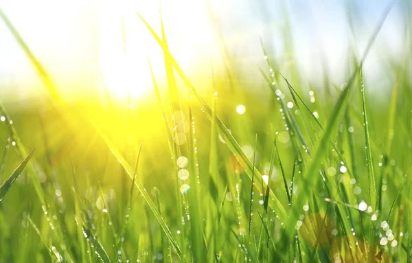 Fresh green spring grass — Stock Photo, Image