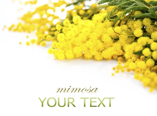 Mimosa spring flowers branch — Stock Photo, Image