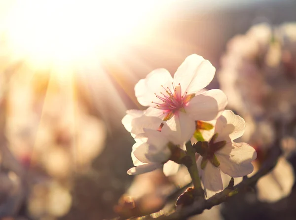 Primavera flor fundo. — Fotografia de Stock
