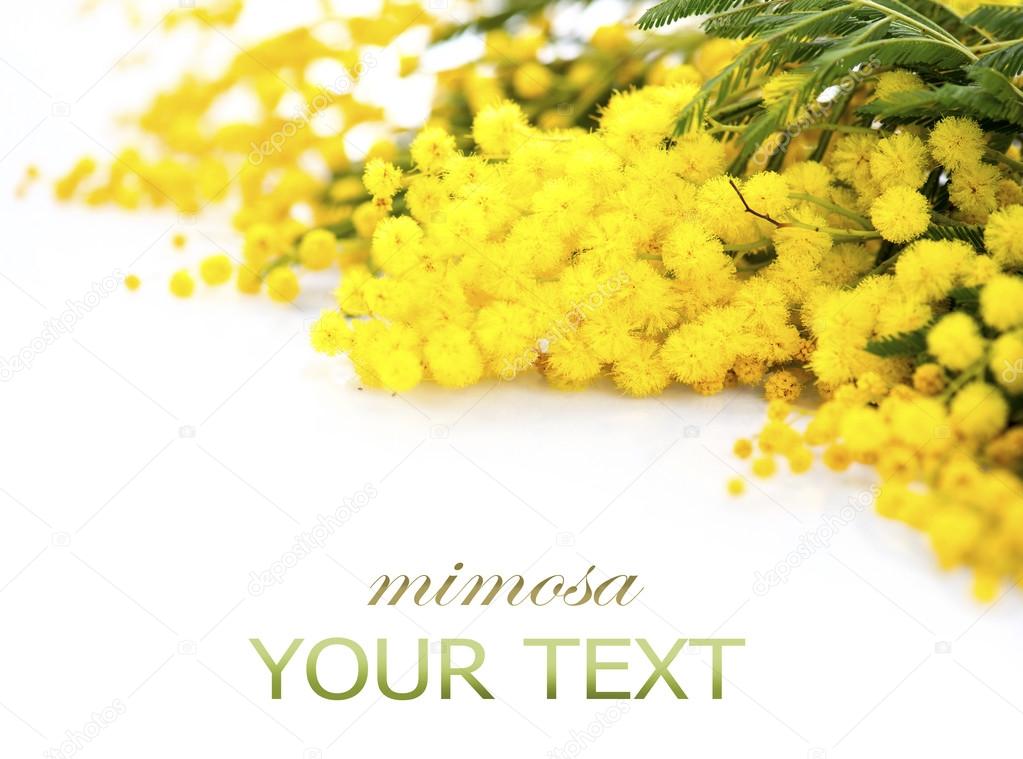 ミモザ写真素材 ロイヤリティフリーミモザ画像 Depositphotos ミモザ写真素材 ロイヤリティフリーミモザ画像 Depositphotos