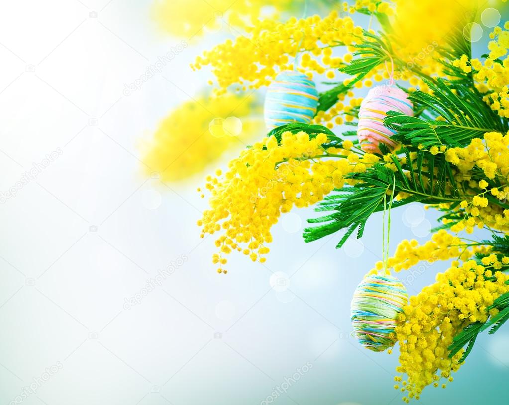 mimosa flowers  with eggs