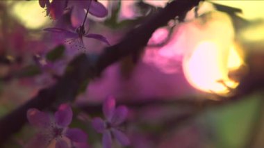 Çiçek güzel elma ağacı