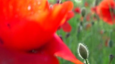 Haşhaş tarlası. Çiçek açan gelincikler