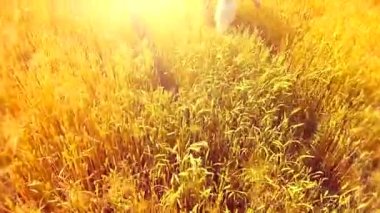 Buğday sahada koşan güzellik kız.