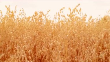 Yulaf kulakları alan. Hasat kavramı