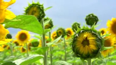 çiçek açan ayçiçeği tarlası