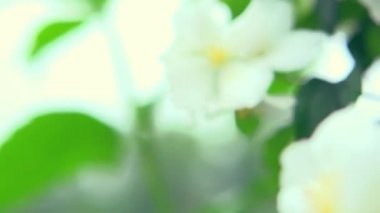 Yasemin çiçekleri portre