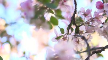 Çiçek güzel elma ağacı