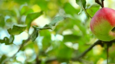 Büyüyen organik elma