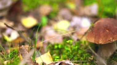 Mantar sonbahar ormandaki büyüyen