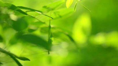 Doğa soyut bulanık Bokeh